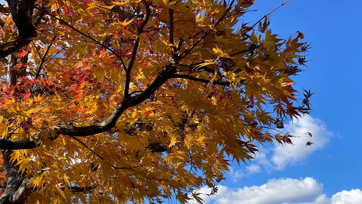 写真：紅葉したモミジ5号