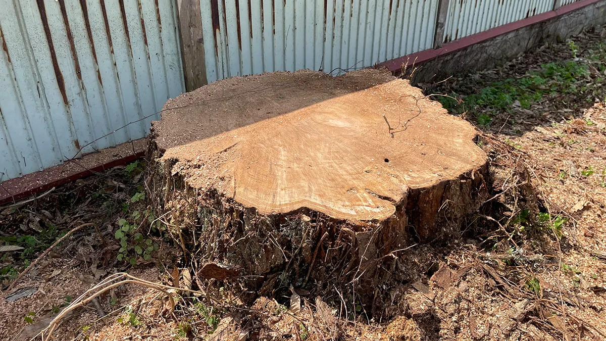 写真：クリの切り株