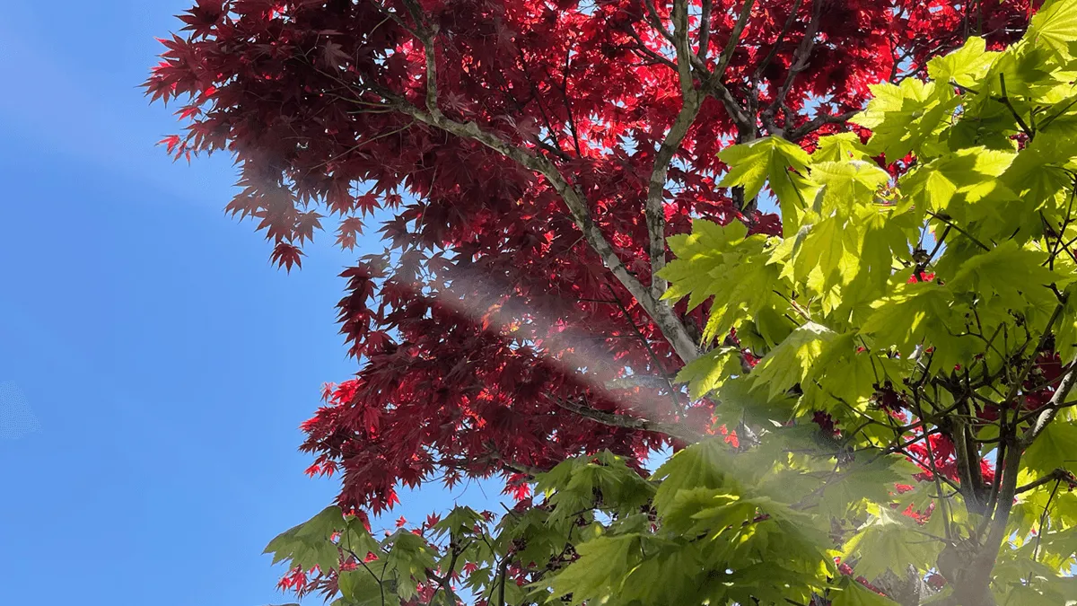 写真：ハウチワカエデとノムラモミジ