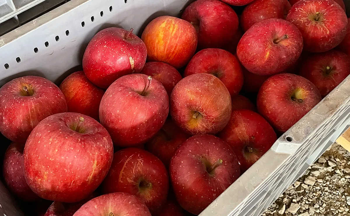 写真：リンゴ（品種：ふじ）