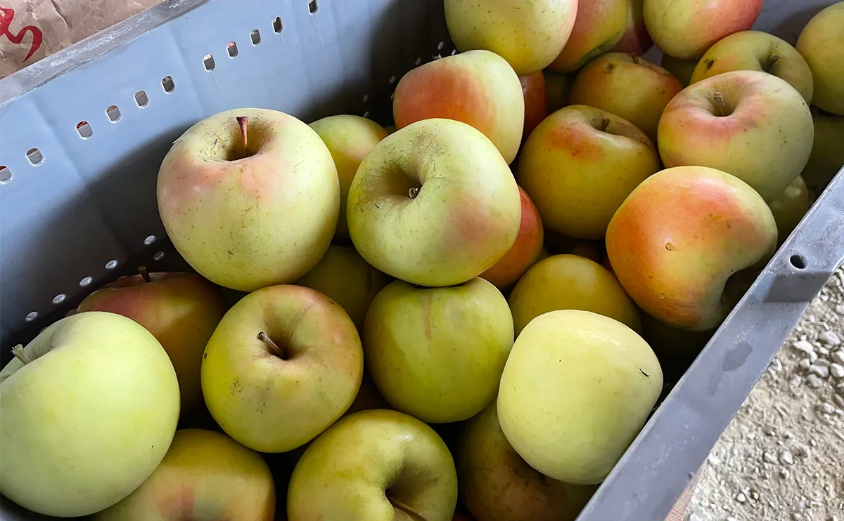 写真：リンゴ（品種：ぐんま名月）