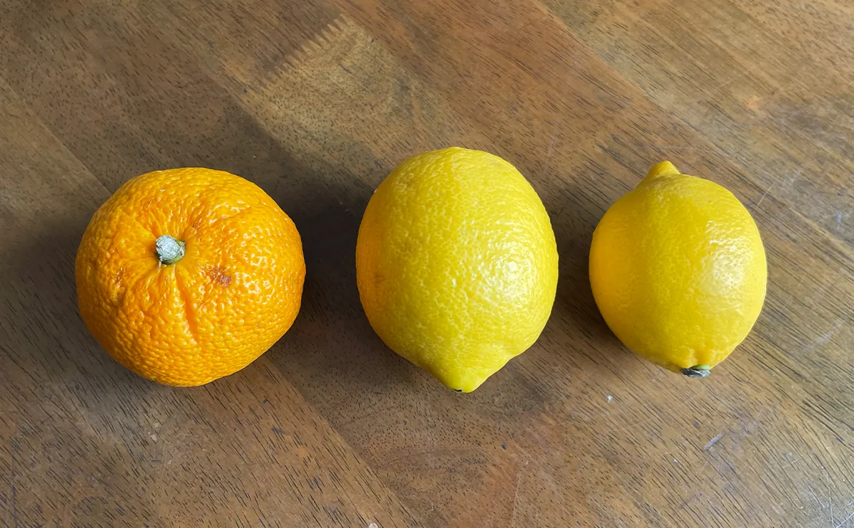 写真：左・ジャバラ、中央・愛媛産レモン、右・広島産レモン