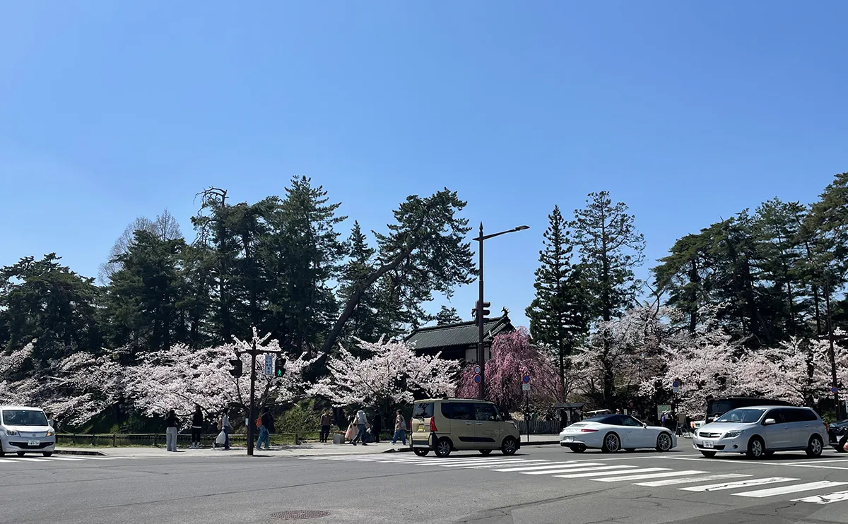 写真：弘前公園の外周（弘前さくらまつり）