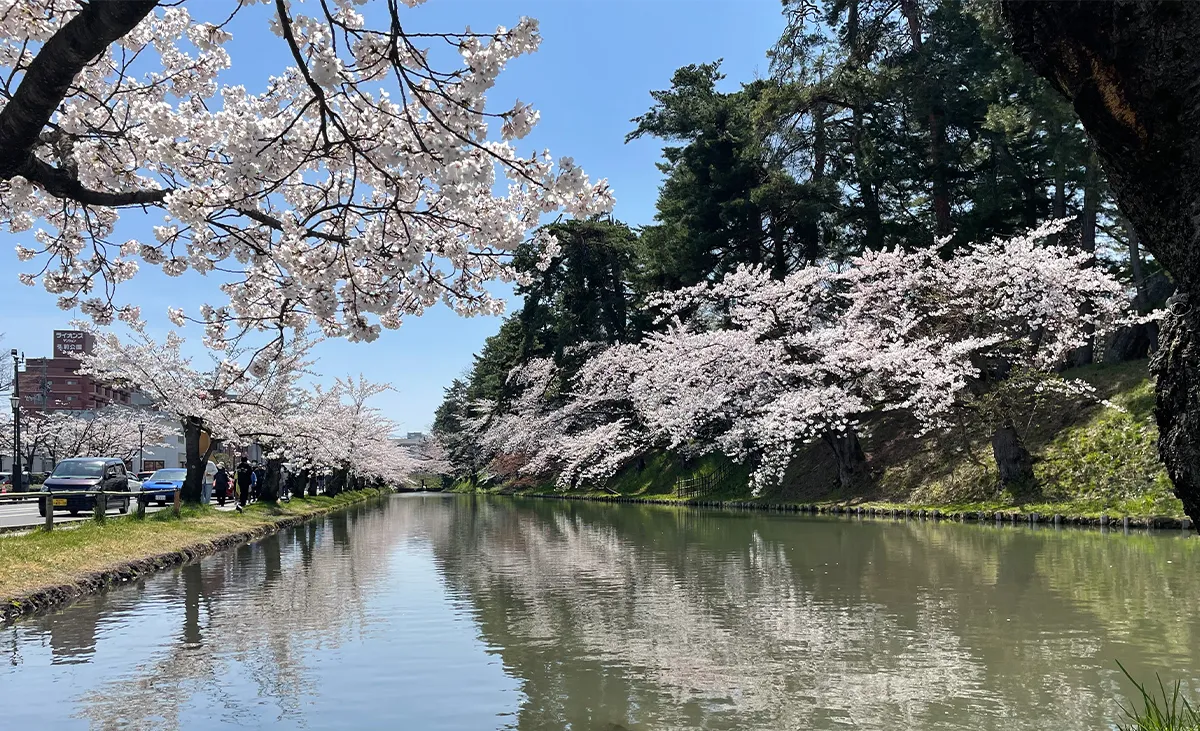 写真：弘前公園の東門口付近の外濠（弘前さくらまつり）