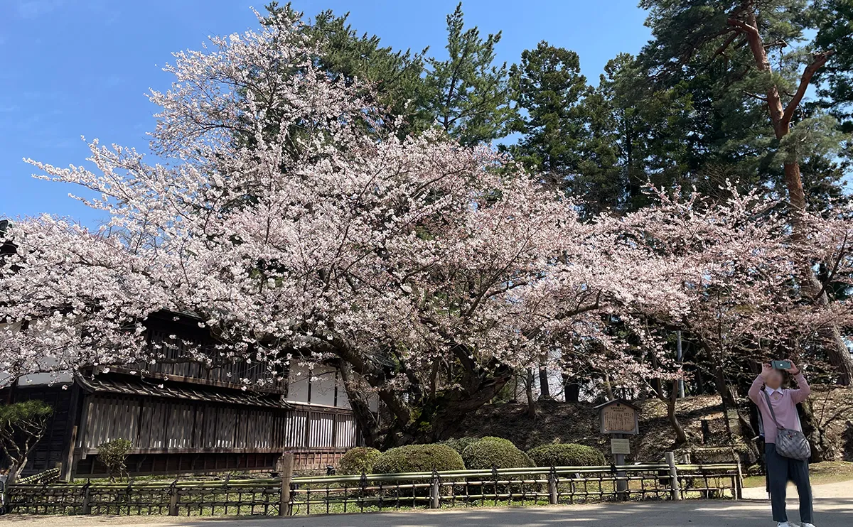 写真：弘前公園最長寿のソメイヨシノ（弘前さくらまつり）