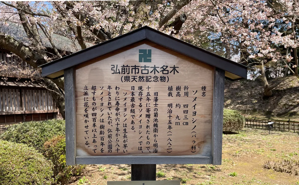 写真：弘前公園最長寿のソメイヨシノの紹介看板（弘前さくらまつり）