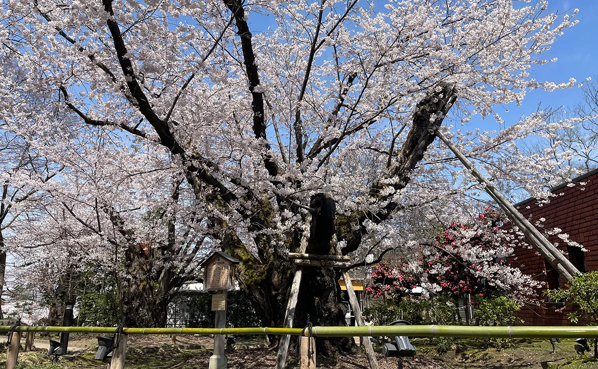 写真：日本最大幹周のソメイヨシノ（弘前さくらまつり）