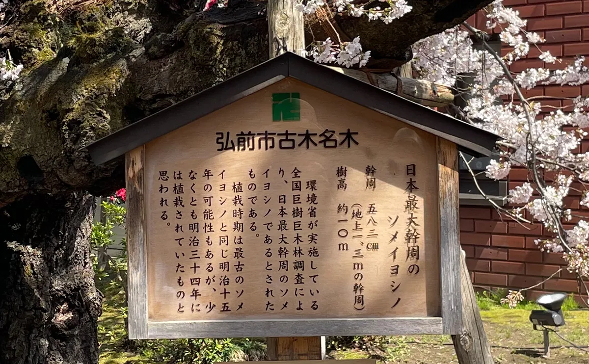 写真：日本最大幹周のソメイヨシノの紹介看板（弘前さくらまつり）