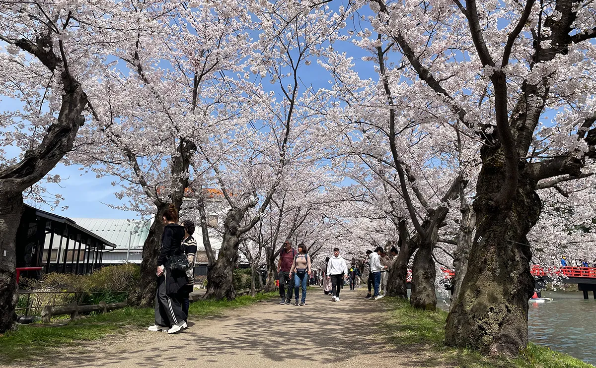 写真：桜のトンネル（弘前さくらまつり）