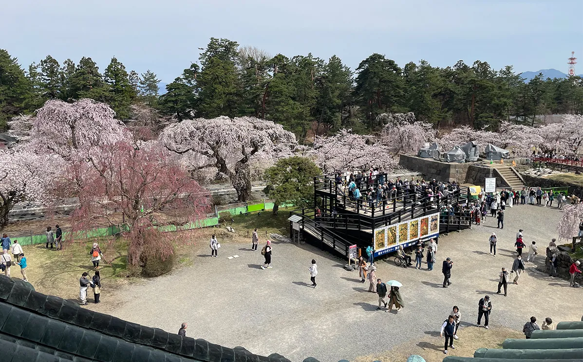 写真：（弘前さくらまつり）
