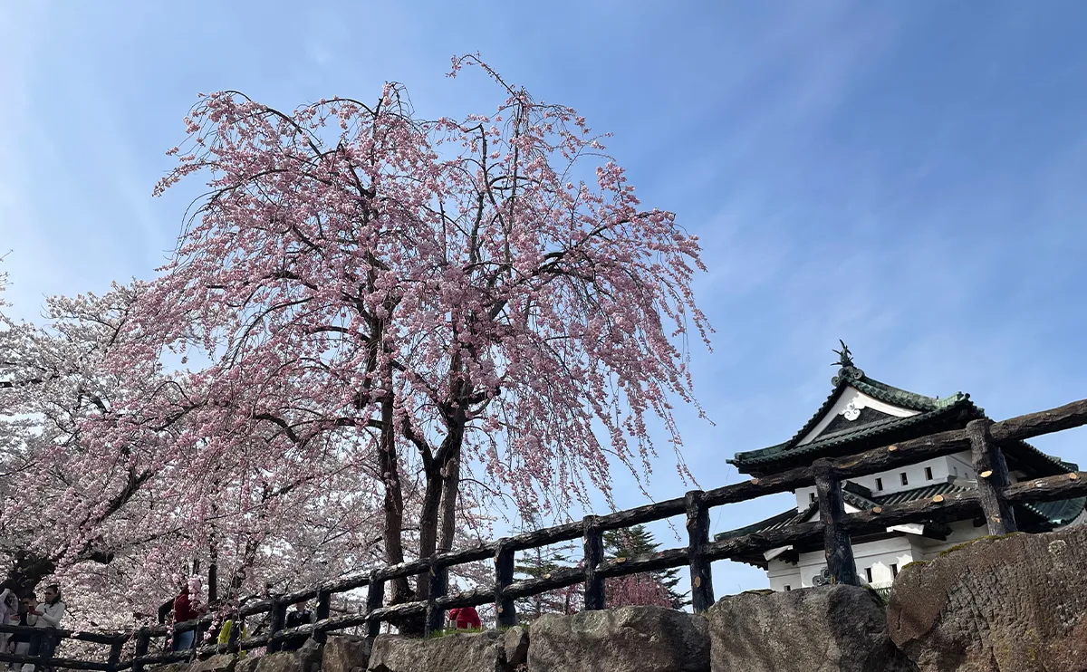 写真：弘前城と桜（弘前さくらまつり）