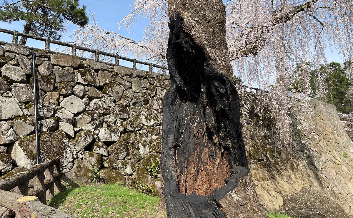 写真：修復された桜の主幹（弘前さくらまつり）