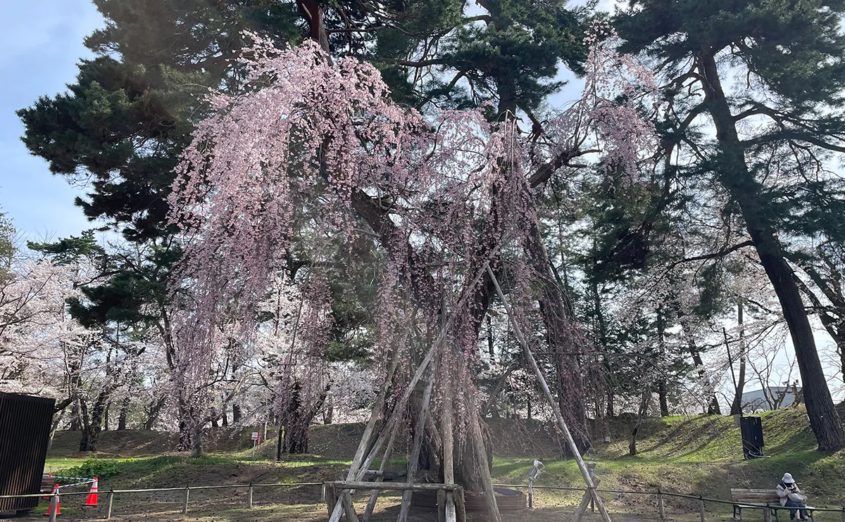 写真：二の丸大枝垂れ（弘前さくらまつり）
