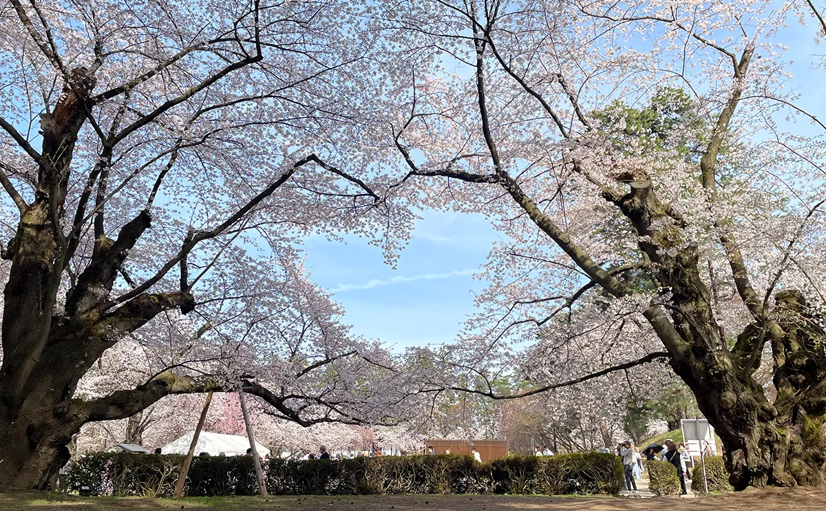 写真：ハート型に縁取られた桜（弘前さくらまつり）