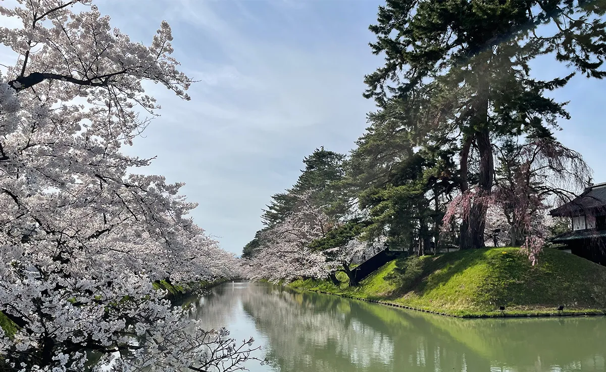 写真：弘前公園のお堀（弘前さくらまつり）
