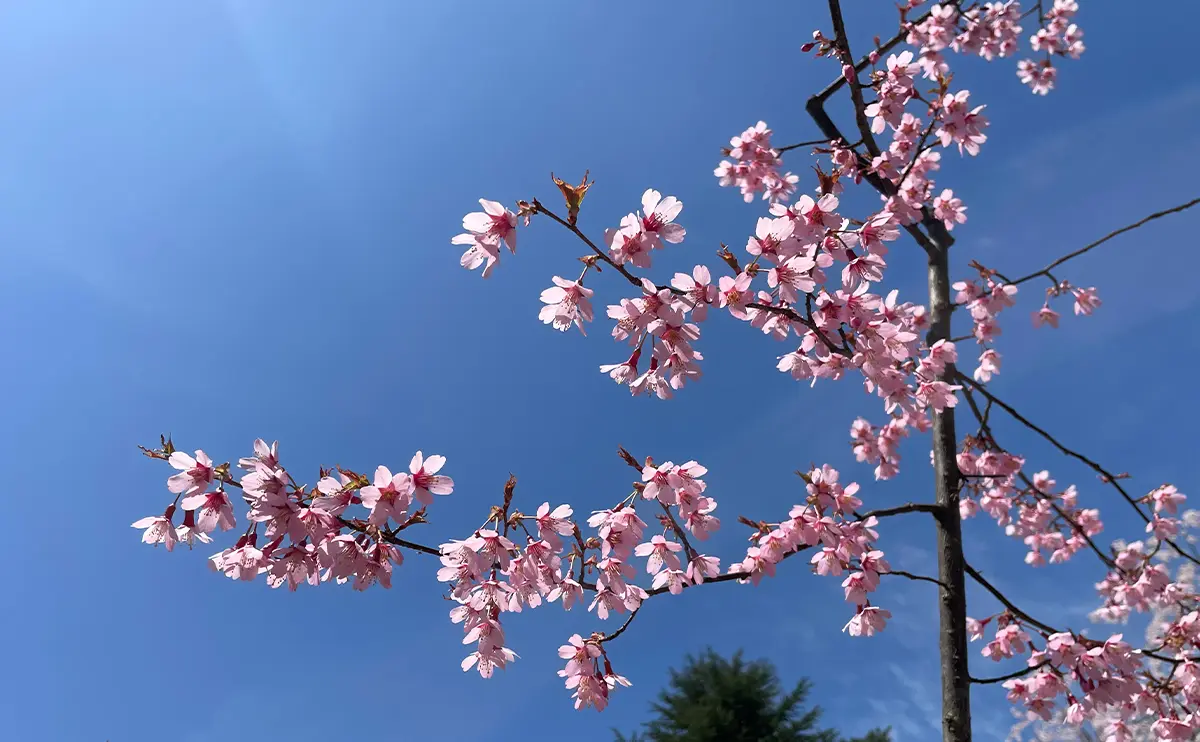写真：オカメ（弘前さくらまつり）