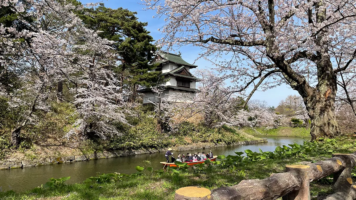 写真：弘前公園の桜（弘前さくらまつり）