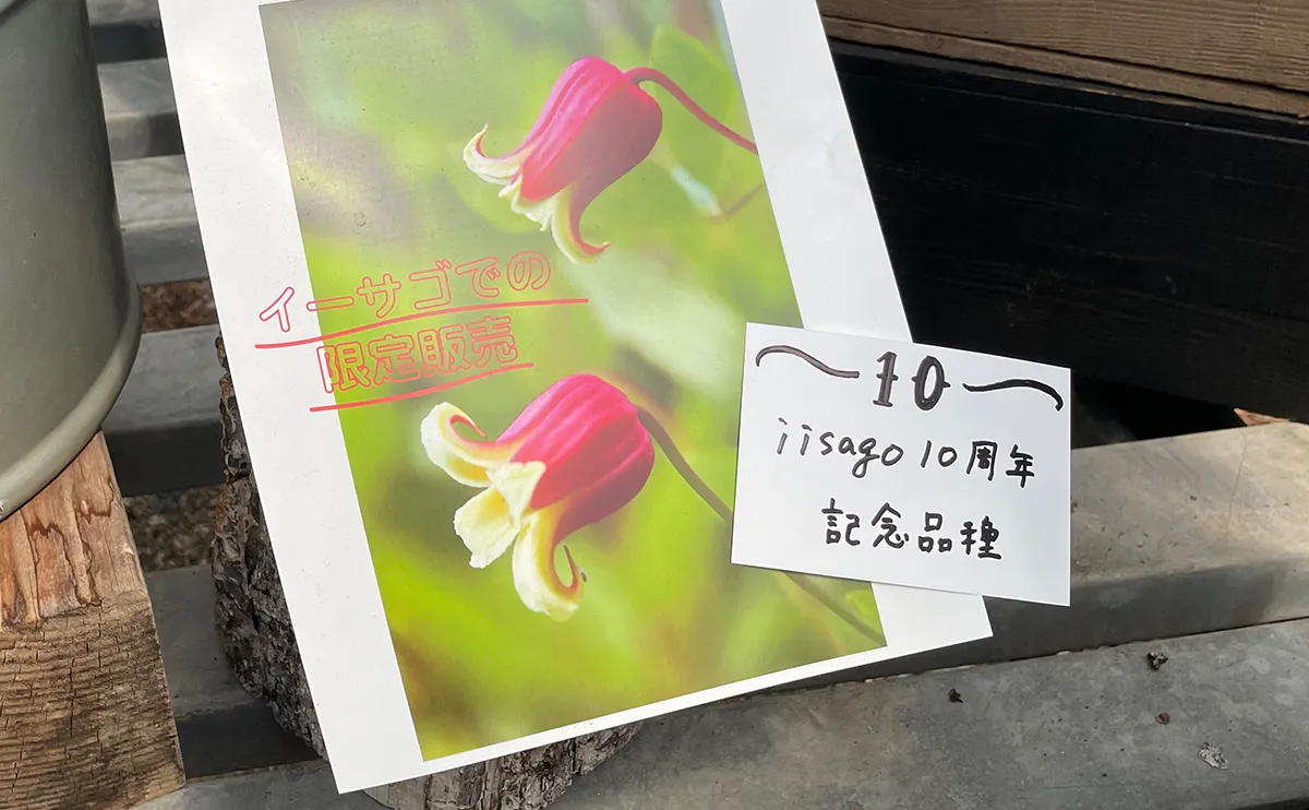 写真:iisago10周年記念品種