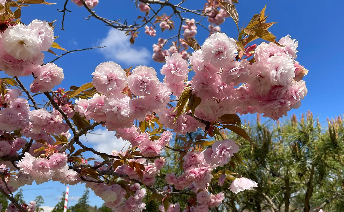 写真:ハナガサ(花笠)