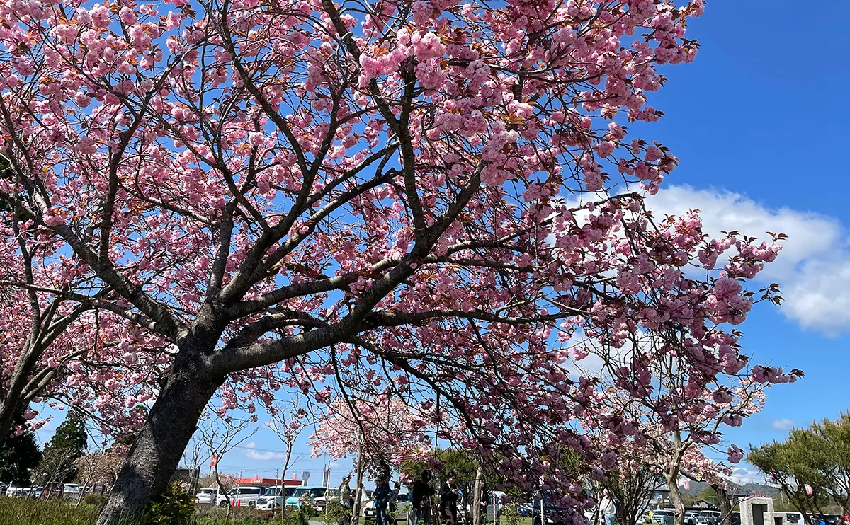 写真:カンザン(関山)