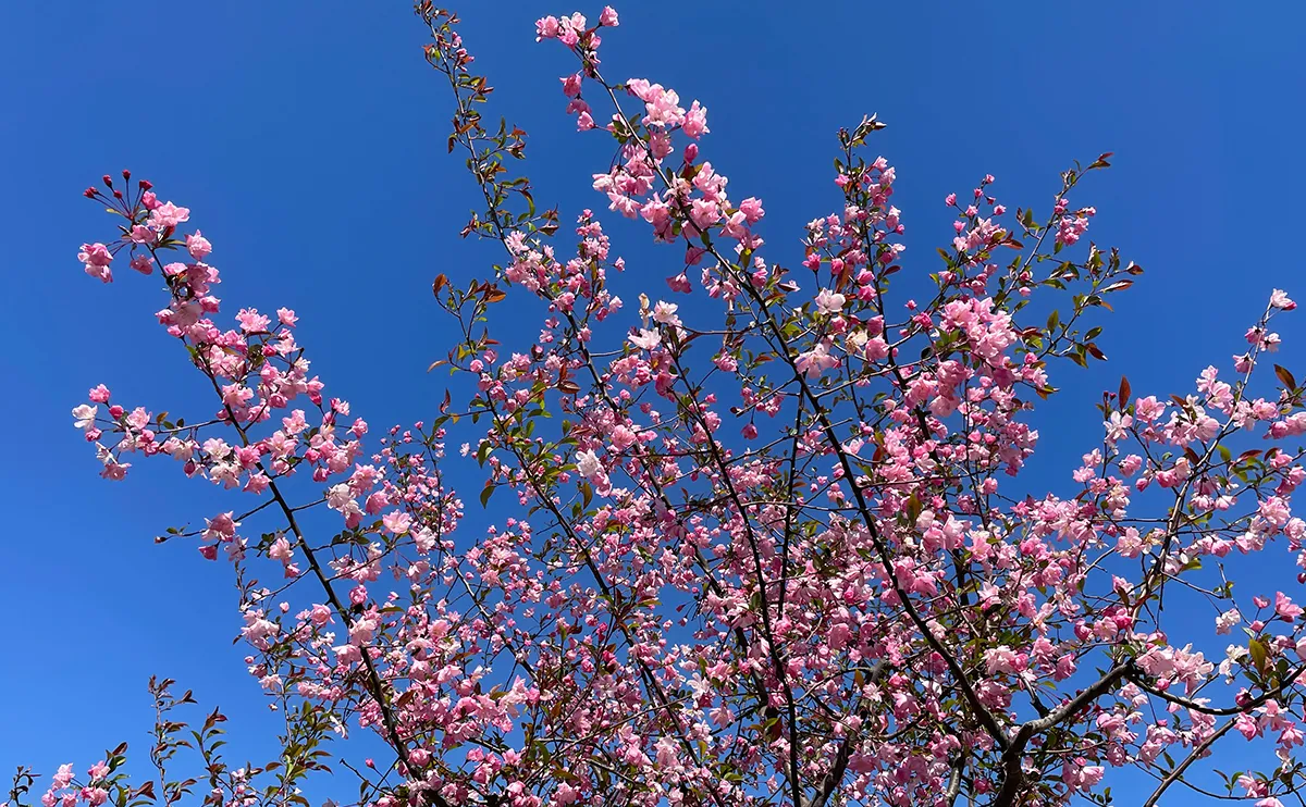 写真:ハナカイドウ(花海棠)