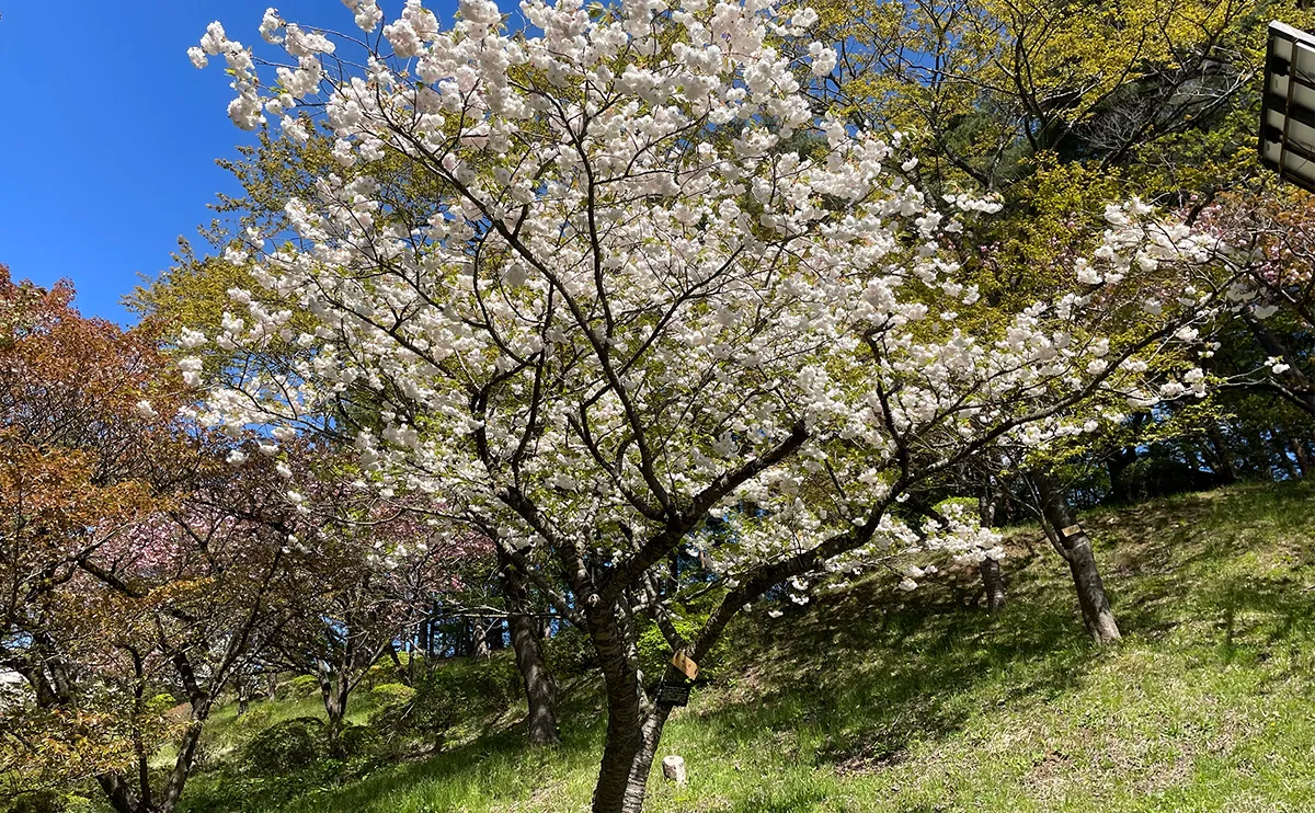 写真:ショウゲツ(松月)