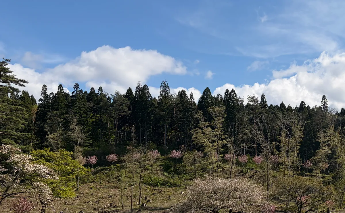 写真：桜の木の植樹