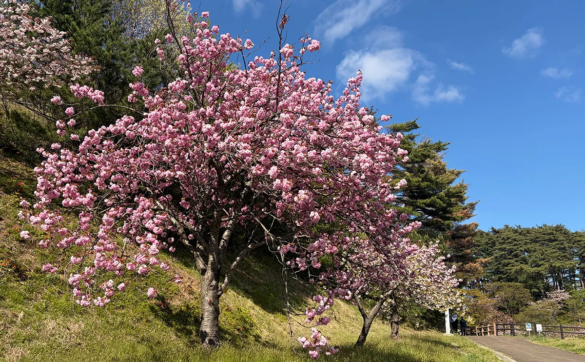 写真：日本国花苑内の桜の木