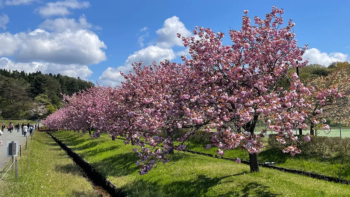 写真：日本国花苑内の桜の木々