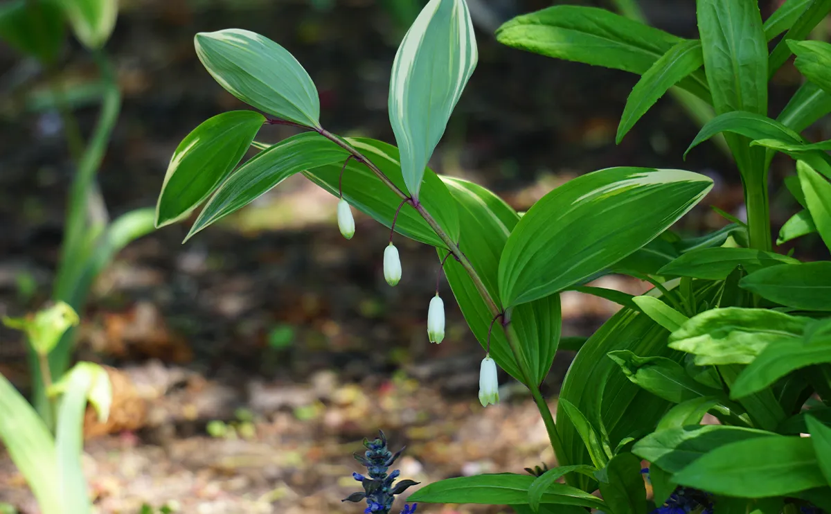 写真：アマドコロ