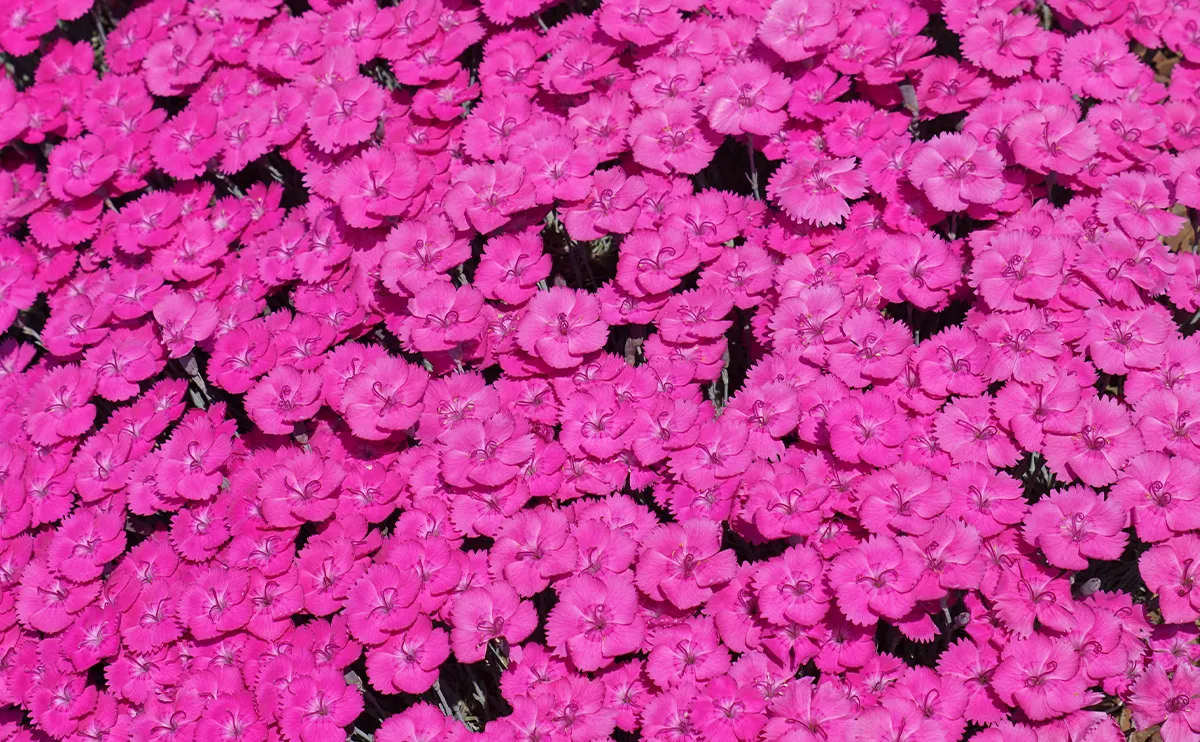 写真:濃いピンク色のナデシコ