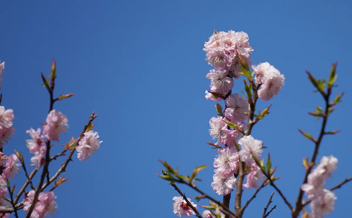写真:ウメの花