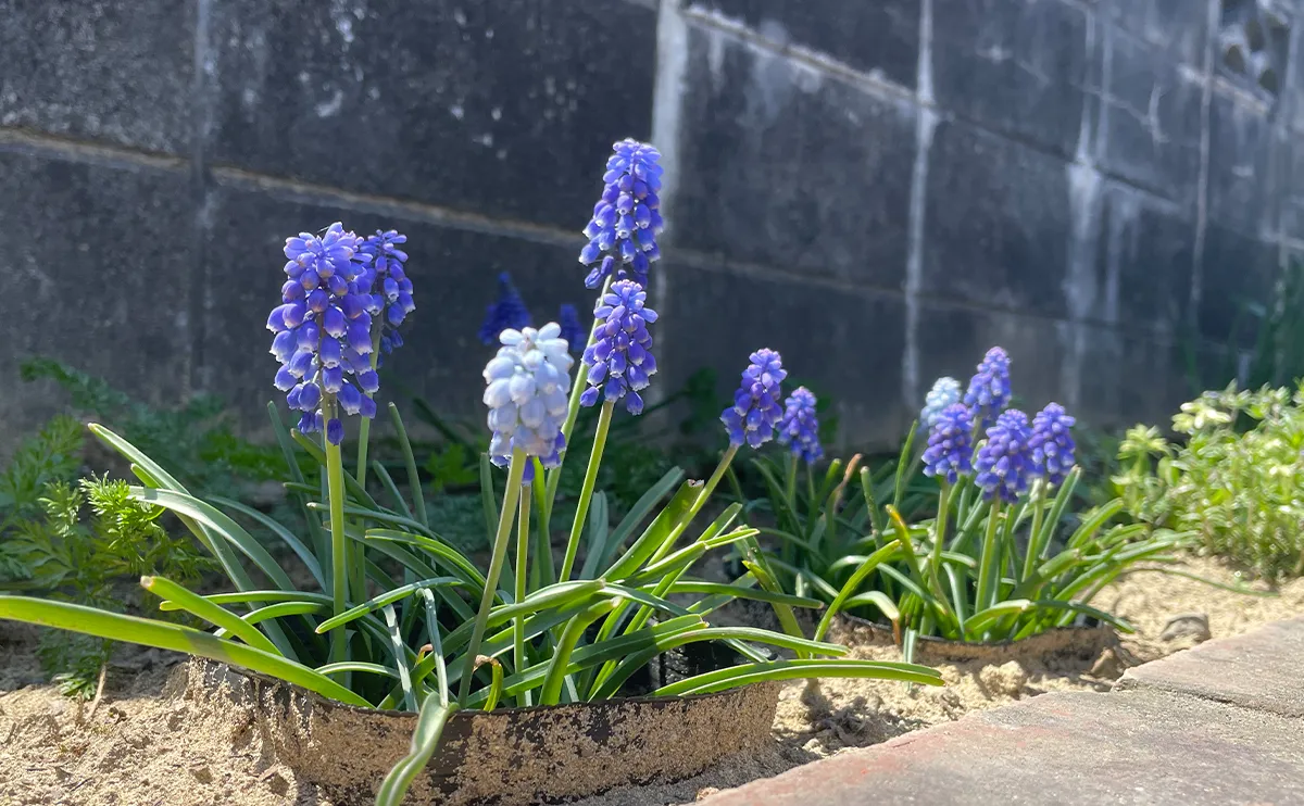 写真：植栽ポットで育てたムスカリ