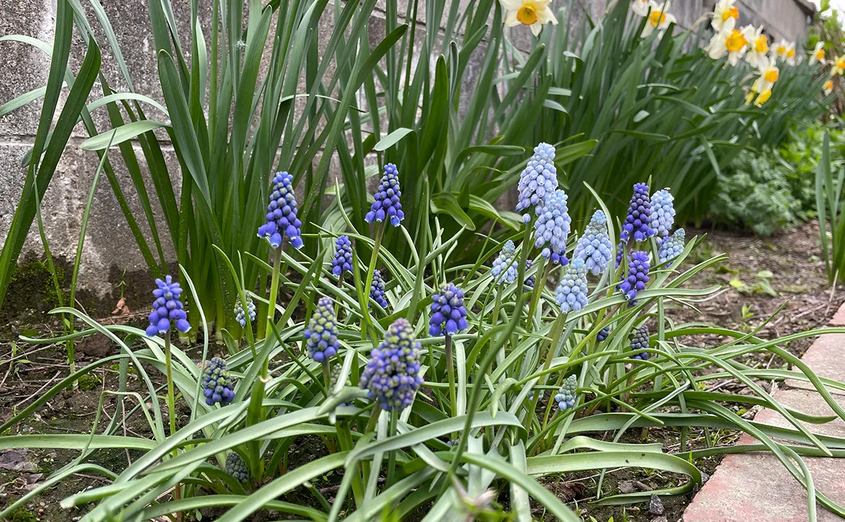 写真：地植えしたムスカリ
