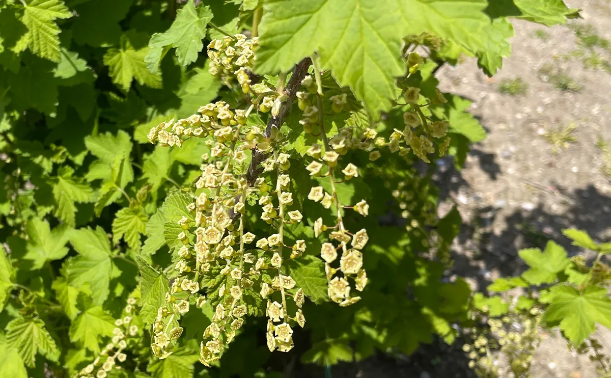 写真：レッドカラントの花