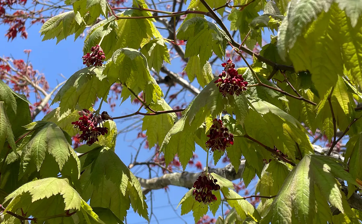 写真：ハウチワカエデの花