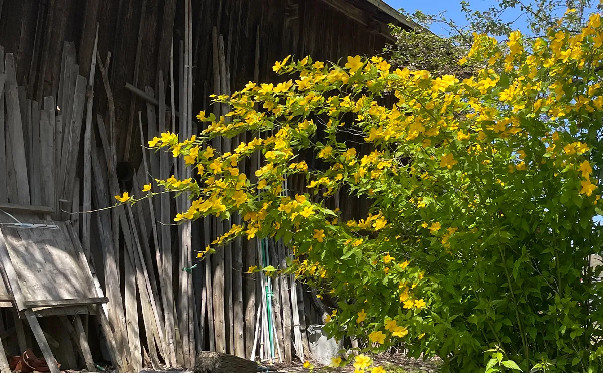 写真：ヤマブキ