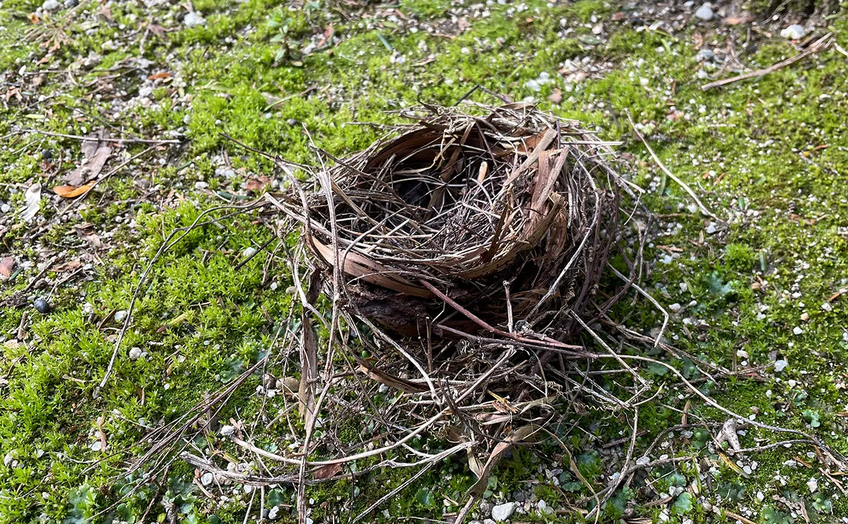 写真:鳥の巣