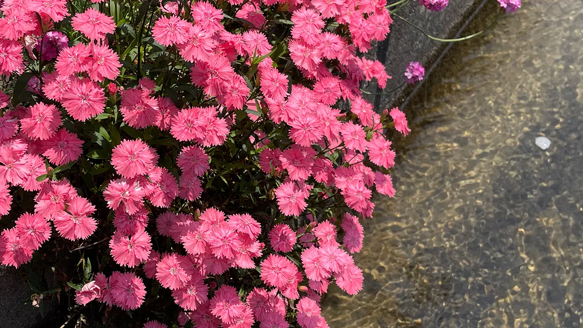 写真：ナデシコ