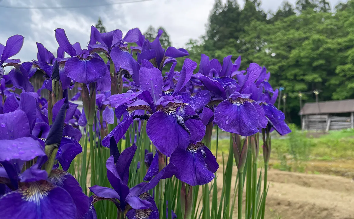 写真：アヤメ