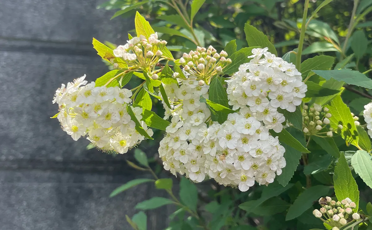 写真：コデマリ