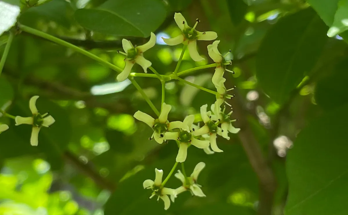 写真:マユミの花