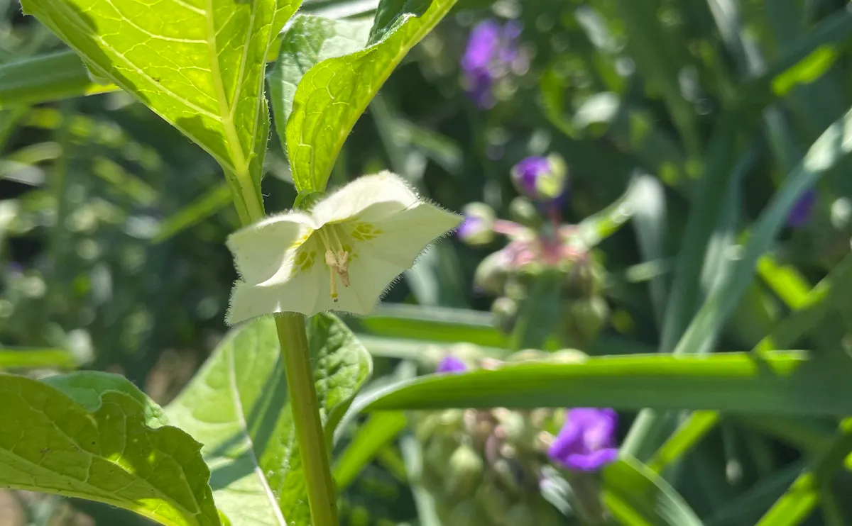 写真:ホオズキの花