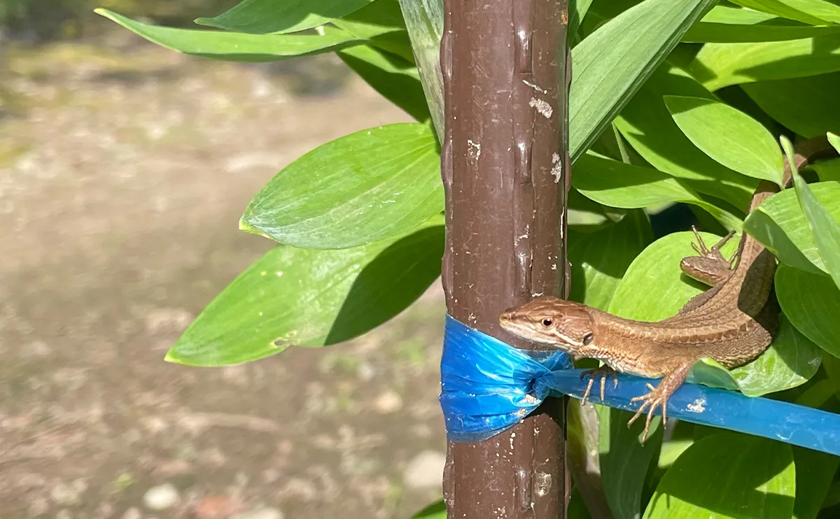 写真:アルストロメリアの葉っぱの上でくつろぐニホンカナヘビ