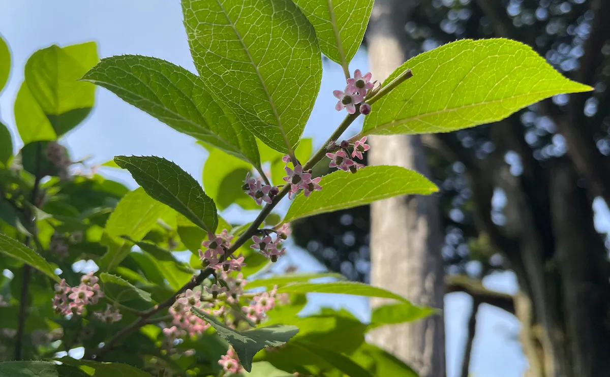 写真:ウメモドキの花